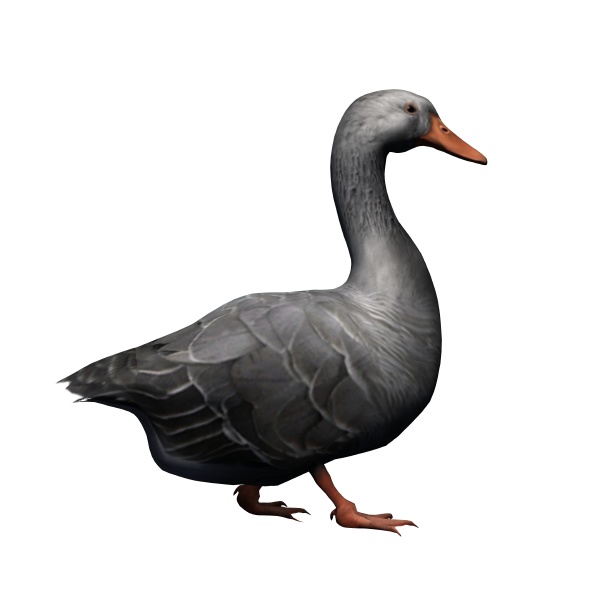 farm animals gray goose