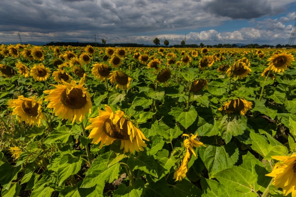lot of sunflowers on a field