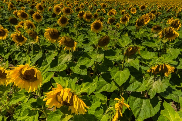 many sunflowers on a field in