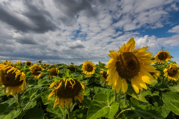 many sunflowers on a field with