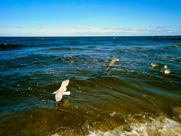 seagulls in flight over the baltic