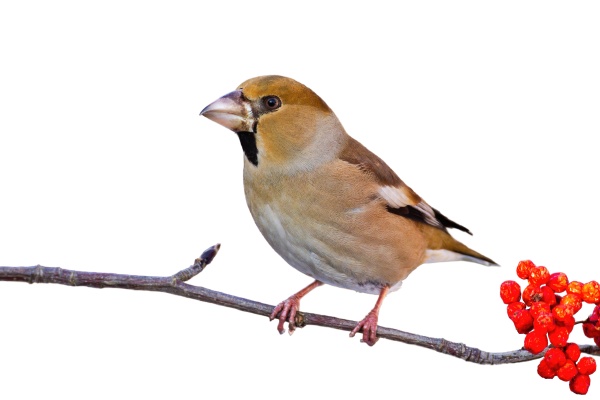 hawfinch sitting on branch isolated on