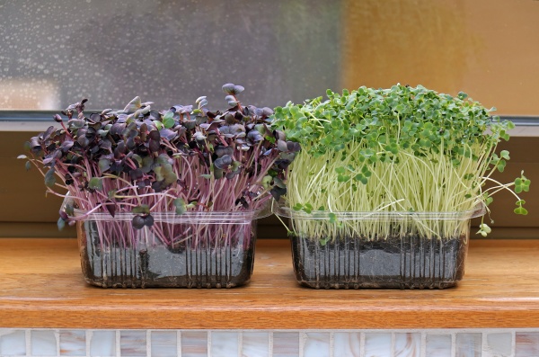 organic microgreens on home shelf