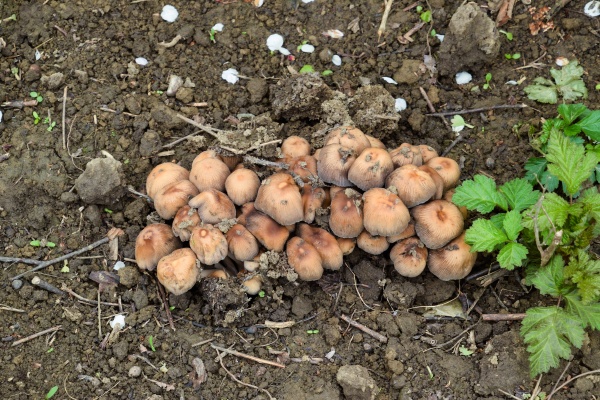 false mushrooms on the ground