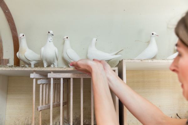 woman with dove in pigeon loft