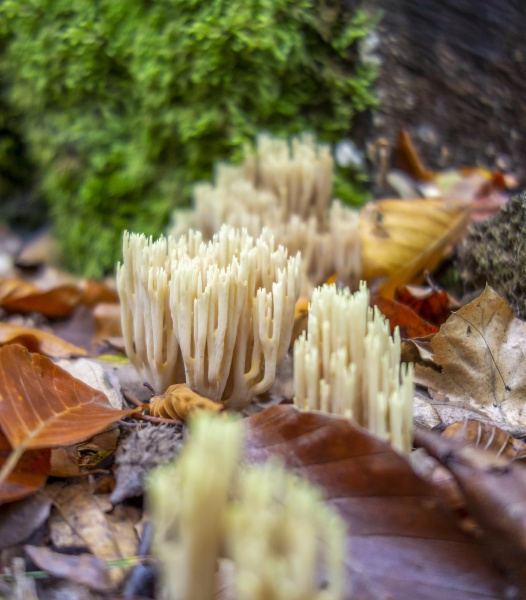 coral fungi closeup