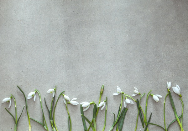 spring background with snowdrop flowers