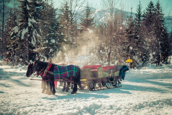 horse drawn carriage in winter