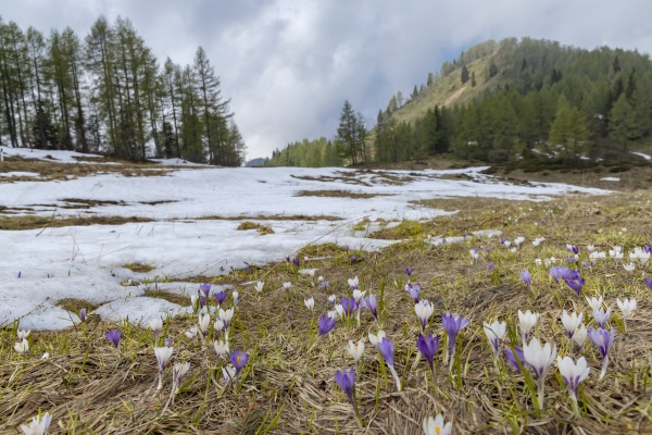 early spring blooming meadow with crocus