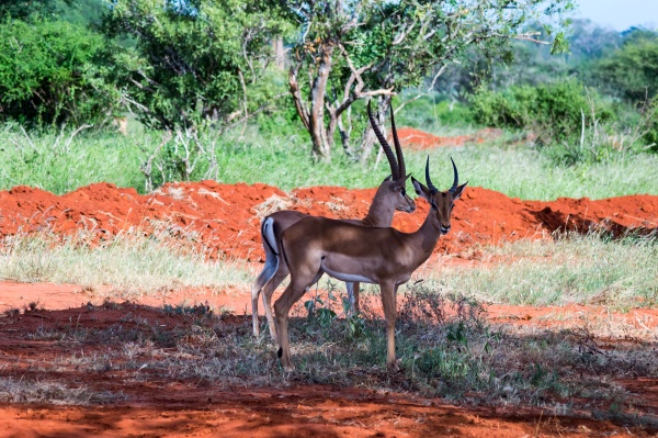 two impalas seen in the savannah