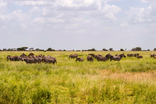 a herd of zebras standing on