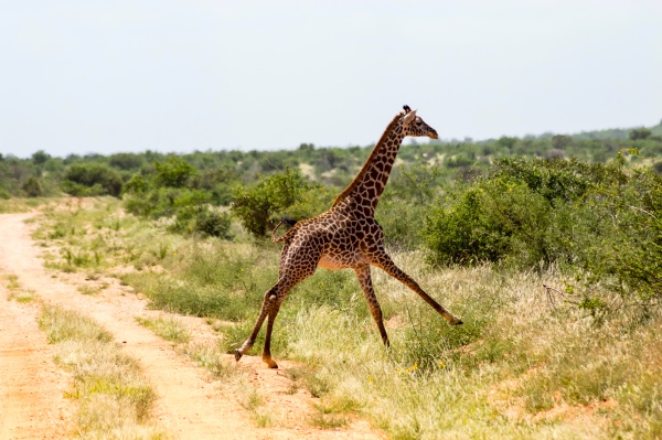 lonely giraffe running in the savannah
