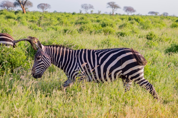 zebra in the tall grass of