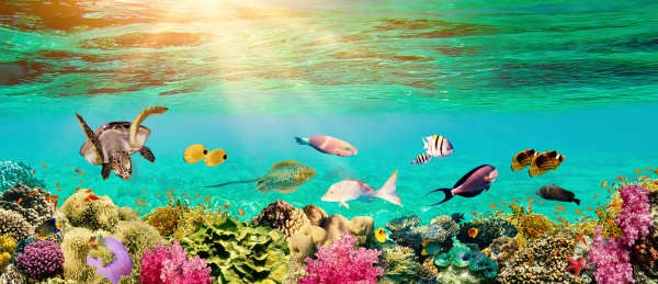 underwater paradise background coral reef wildlife