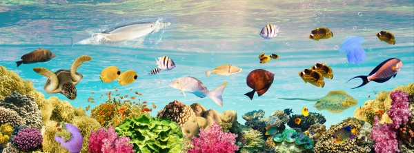 underwater, world, , coral, fishes, of - 29322134
