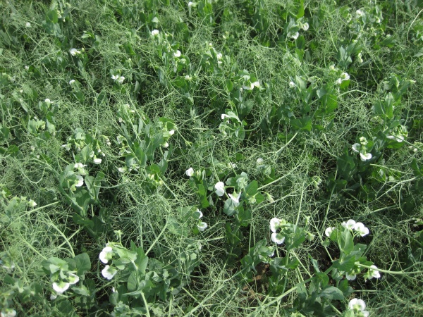 blooming peas in the field