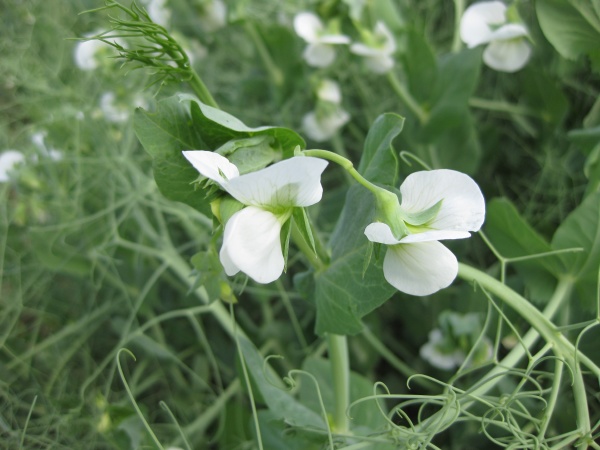 blooming peas in the field
