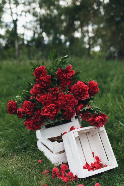 red peonies in the white wooden