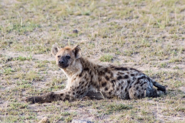 short portrait of a spotted hyena