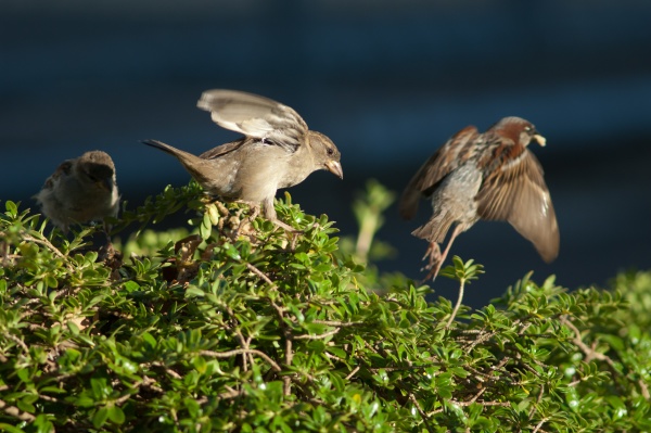 house sparrows passer domesticus