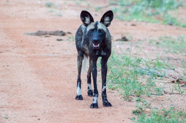 african wild dog lycaon pictus