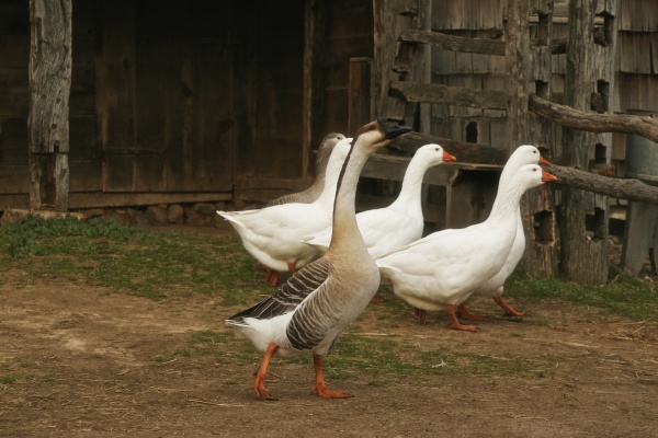group of ducks walking