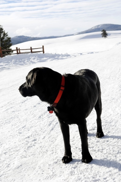 black labrador standing in snow