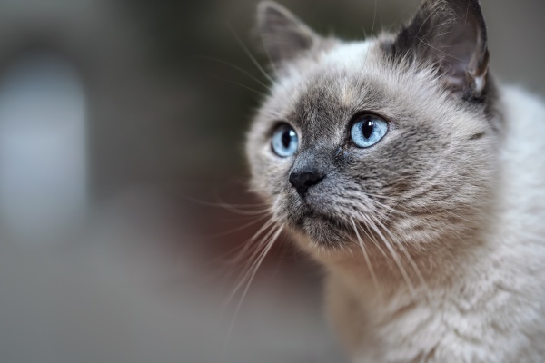 older gray cat with piercing blue