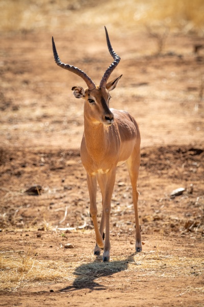 male common impala crossing scrub in
