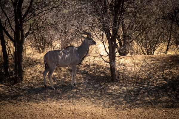 male greater kudu stands amongst shady