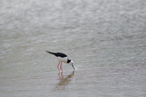 pied stilt catching a tunnelling mud