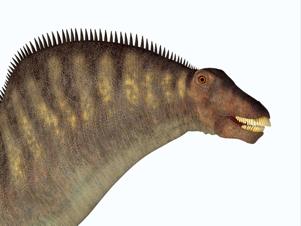 amargasaurus dinosaur head