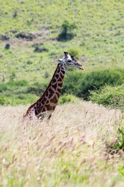a giraffe sitting in the tall