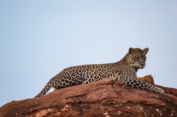 leopard lying on a rock