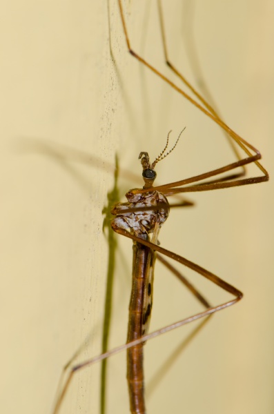 crane fly on a wall