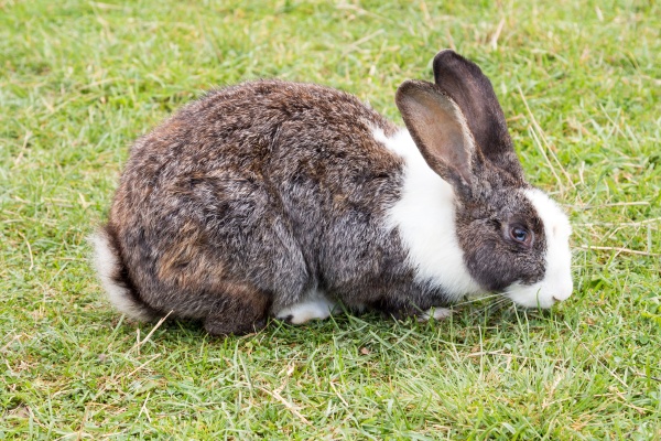 rabbit sitting on a grassland