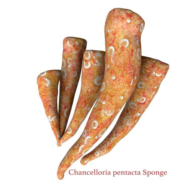 chancelloria pentacta sponge with font