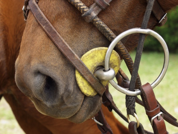 close up of a horse wearing