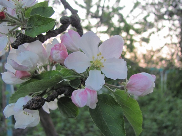 white tender apple tree flowers