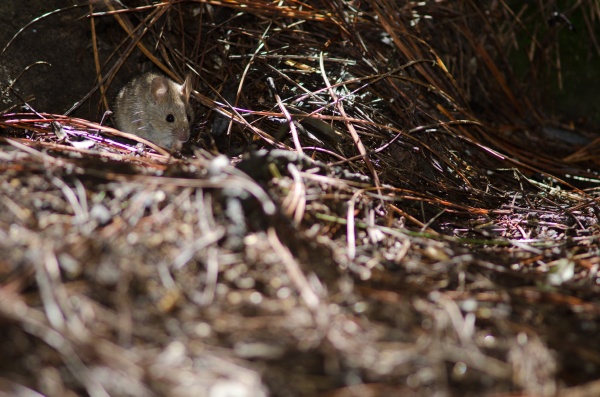 house mouse on the ground of