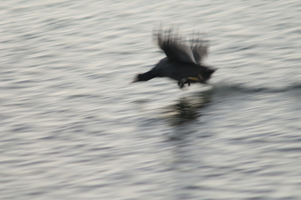 eurasian coot running over the water