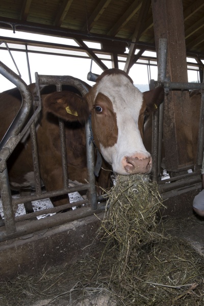 farmer feeding cows with hay