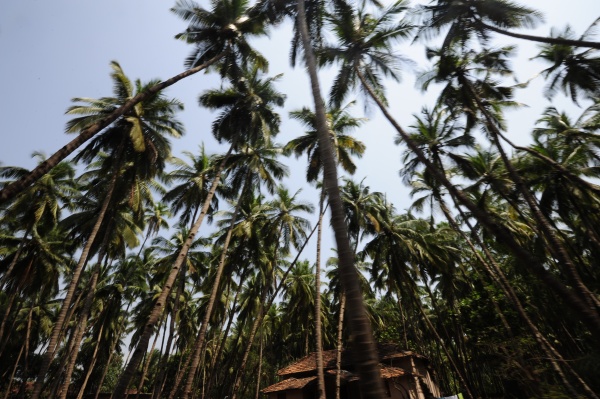 palm trees at a palm oil