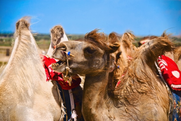 close up of bactrian camels