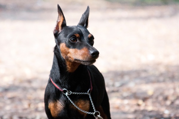 portrait of a miniature pinscher dog