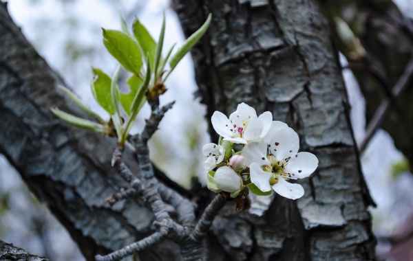 flowering apple tree with raindrops