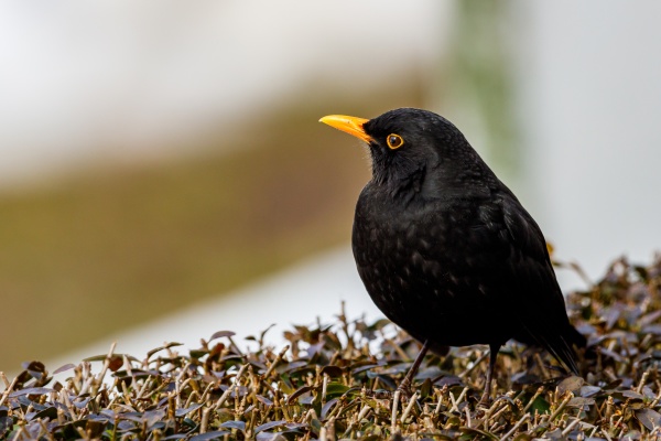 a portrait of a wild blackbird