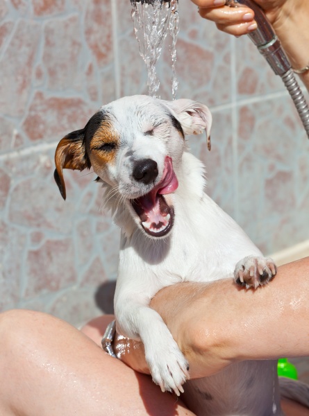 wash dog jack russell