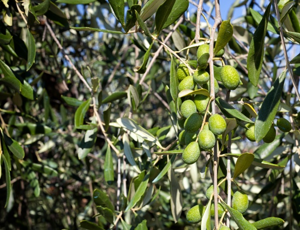 olive branch with tuscan olives