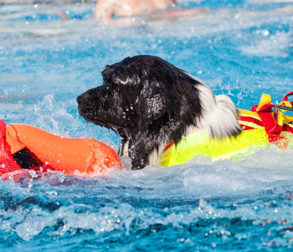 lifeguard dog in swimming pool